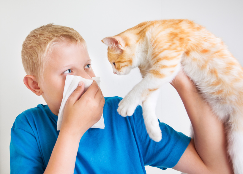 Asthma – Haustier abgeben bei Tierallergie